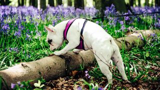 French Bulldog exploring bluebell woods