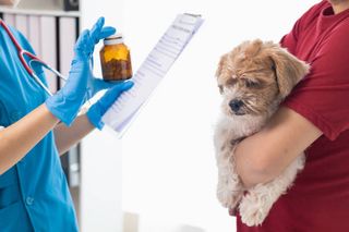 Dog being held by owner next to a vet holding some medication