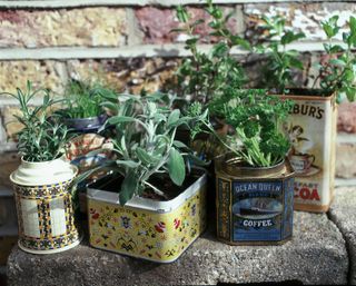 old tins recycled as plant pots