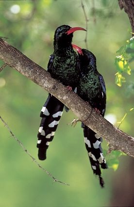 woodhoopoe grooming