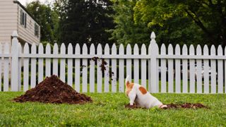 Dog digging hole