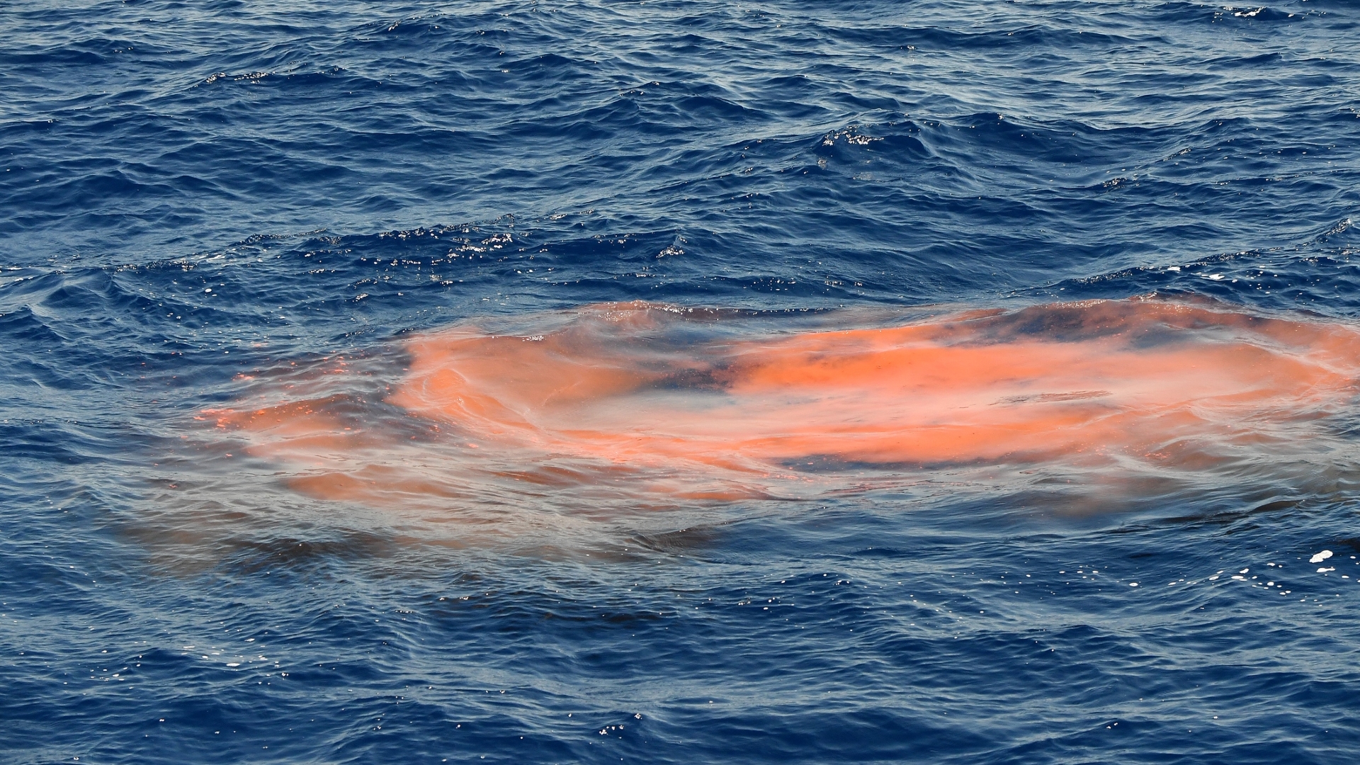 Red whale excrement in the blue sea.