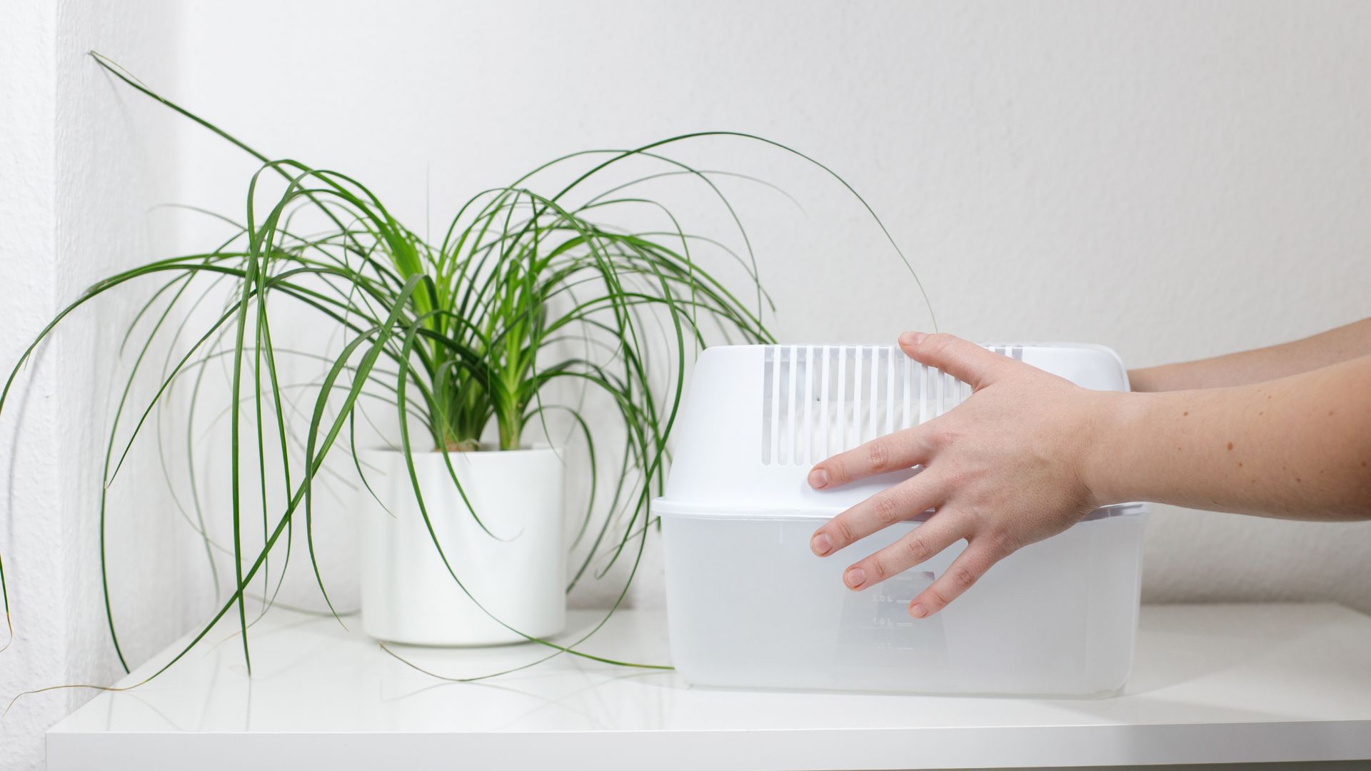 picture of woman placing plastic dehumidifier down in bedroom