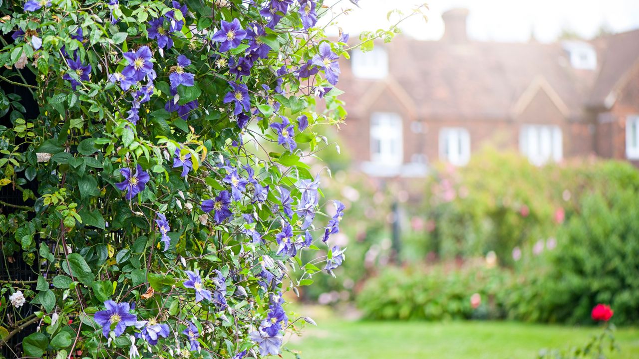 Close-up of a purple Clematis viticella growing over a garden fence - stock photo