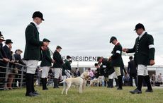 Beagles during The Peterborough Festival of Hunting at the Peterborough Show Ground in Cambridgeshire, UK on 22 July 2015