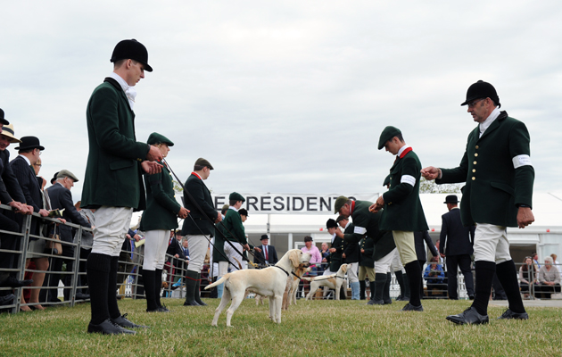 Beagles during The Peterborough Festival of Hunting at the Peterborough Show Ground in Cambridgeshire, UK on 22 July 2015