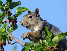 Squirrel Eating Fruit From A Tree