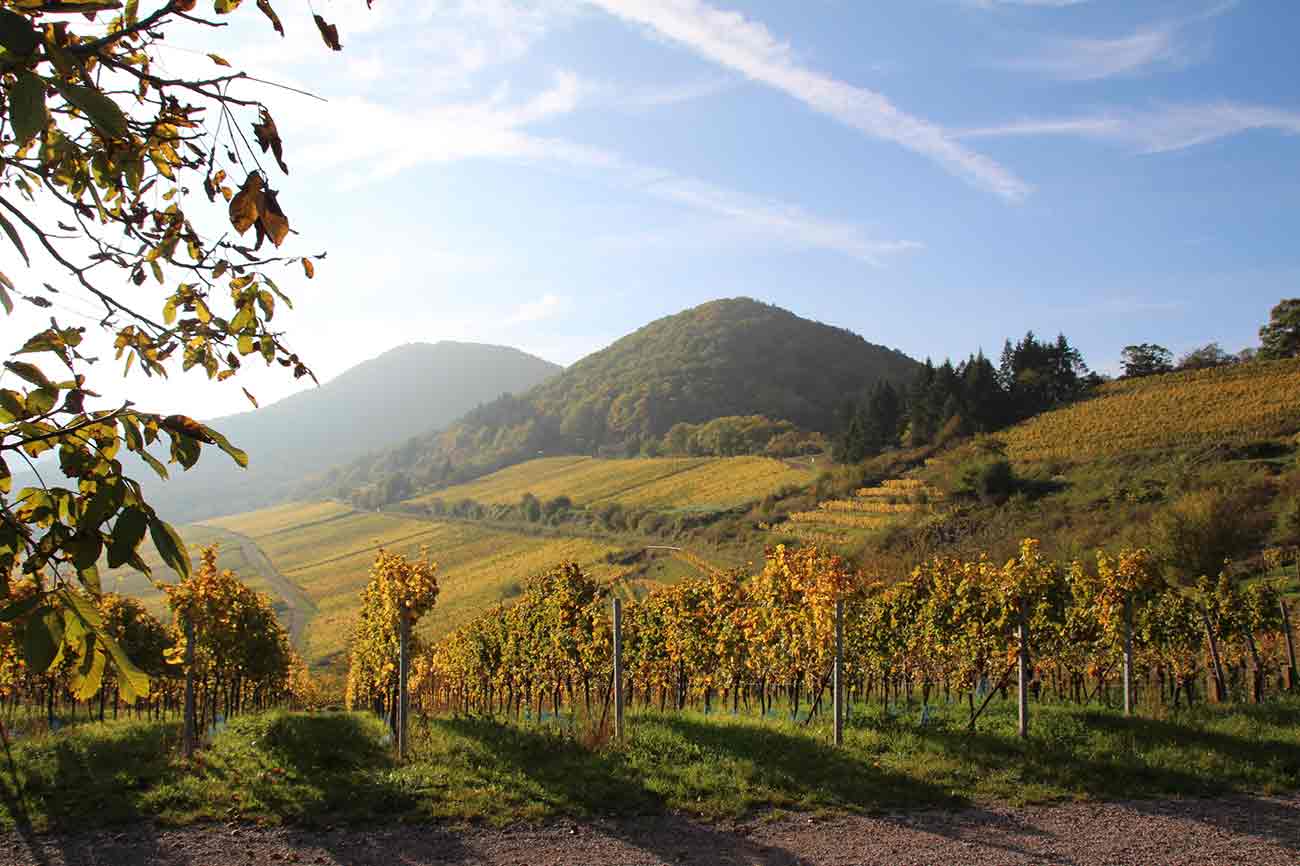 vineyard-shot-web.jpg