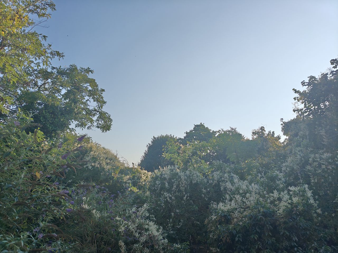 OnePlus Nord 4 camera sample