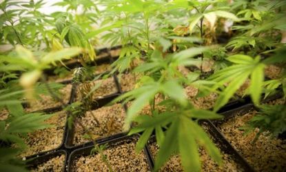 Medical marijuana plants: In one small Oregon community, legally-grown pot is the town's driving economic force.
