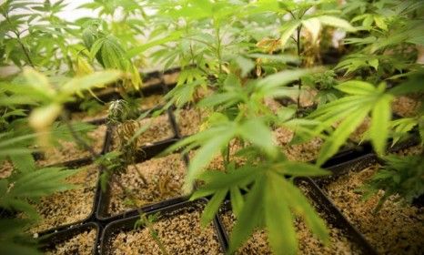 Medical marijuana plants: In one small Oregon community, legally-grown pot is the town&amp;#039;s driving economic force.