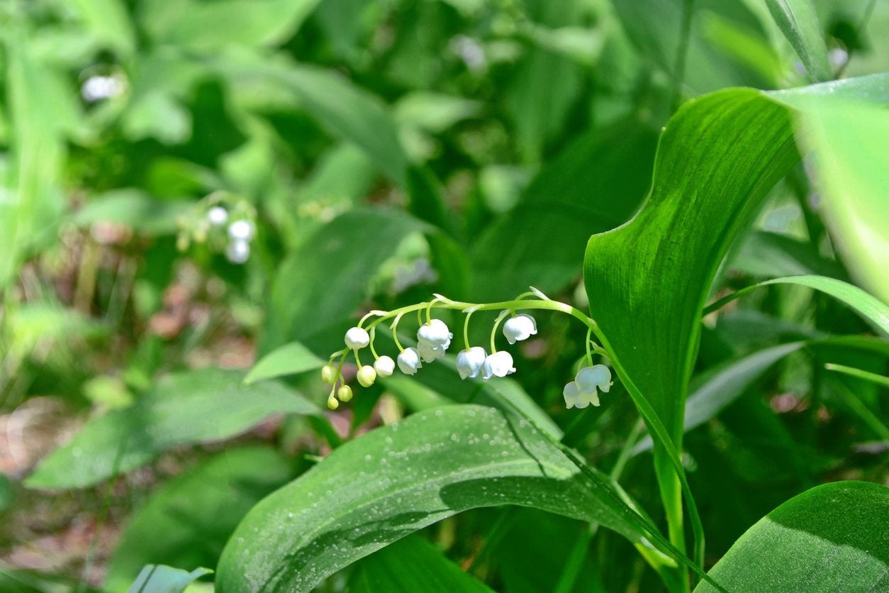 Why Is My Lily Of The Valley Turning Yellow: Fixing Yellowing Lily Of The  Valley Leaves