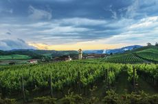Brazilian wine, valley of the vineyards