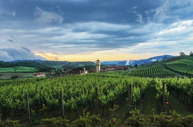 Brazilian wine, valley of the vineyards