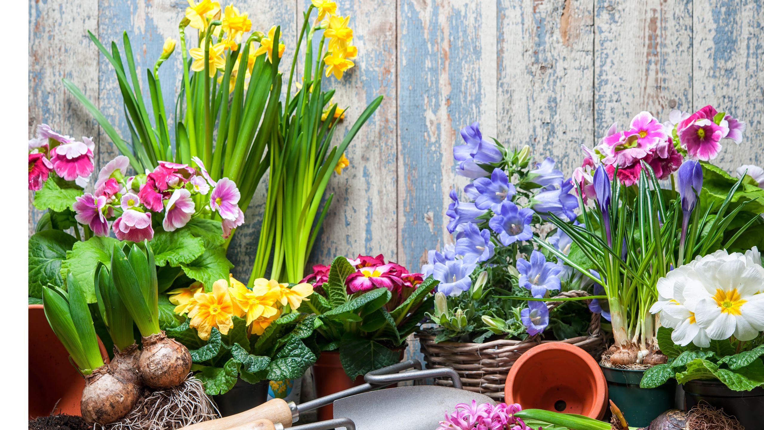 Spring During March What to plant in March as spring arrives | Tom's Guide