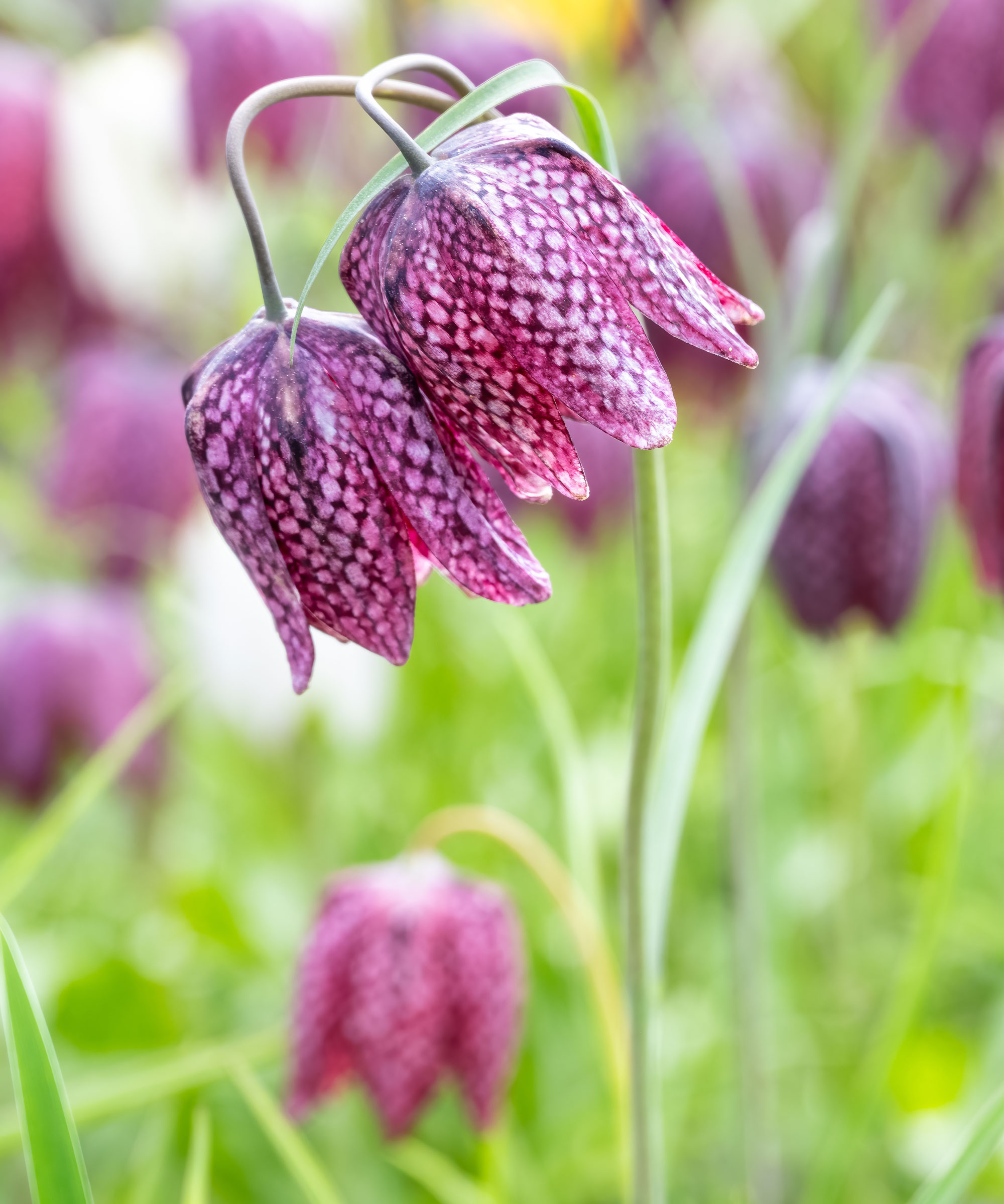 purple fritillaria flower in garden