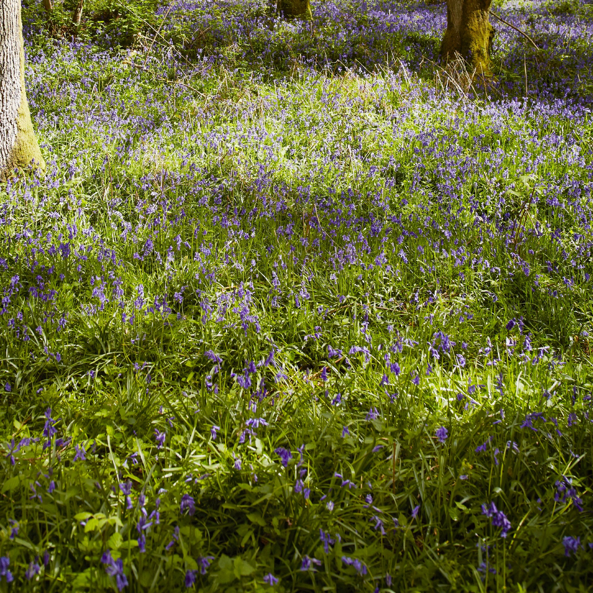 A bluebell meadow