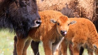 Adult bison with two calves