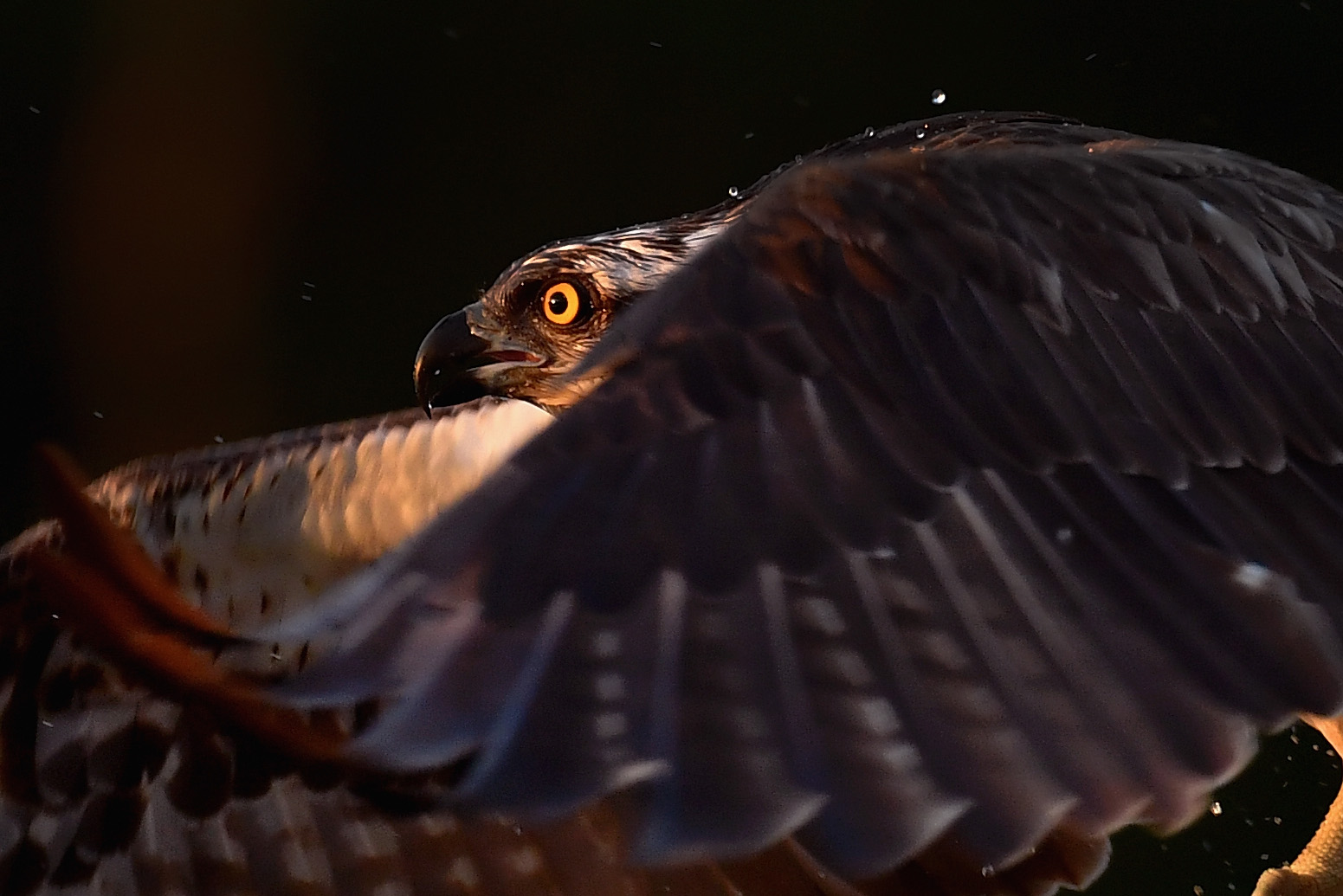 An osprey in flight in Scotland