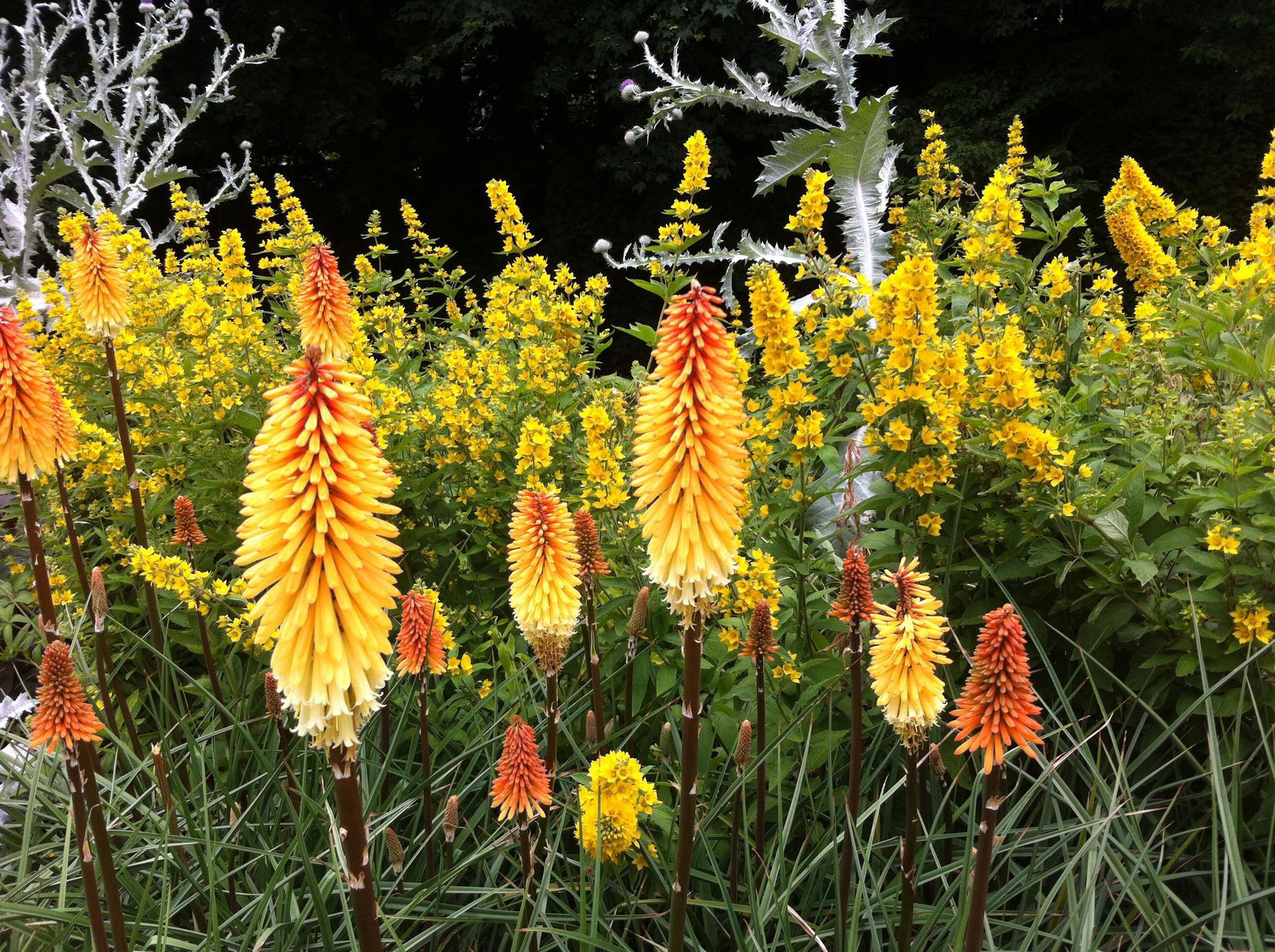 10 evergreen perennials you need in your garden now Gardeningetc