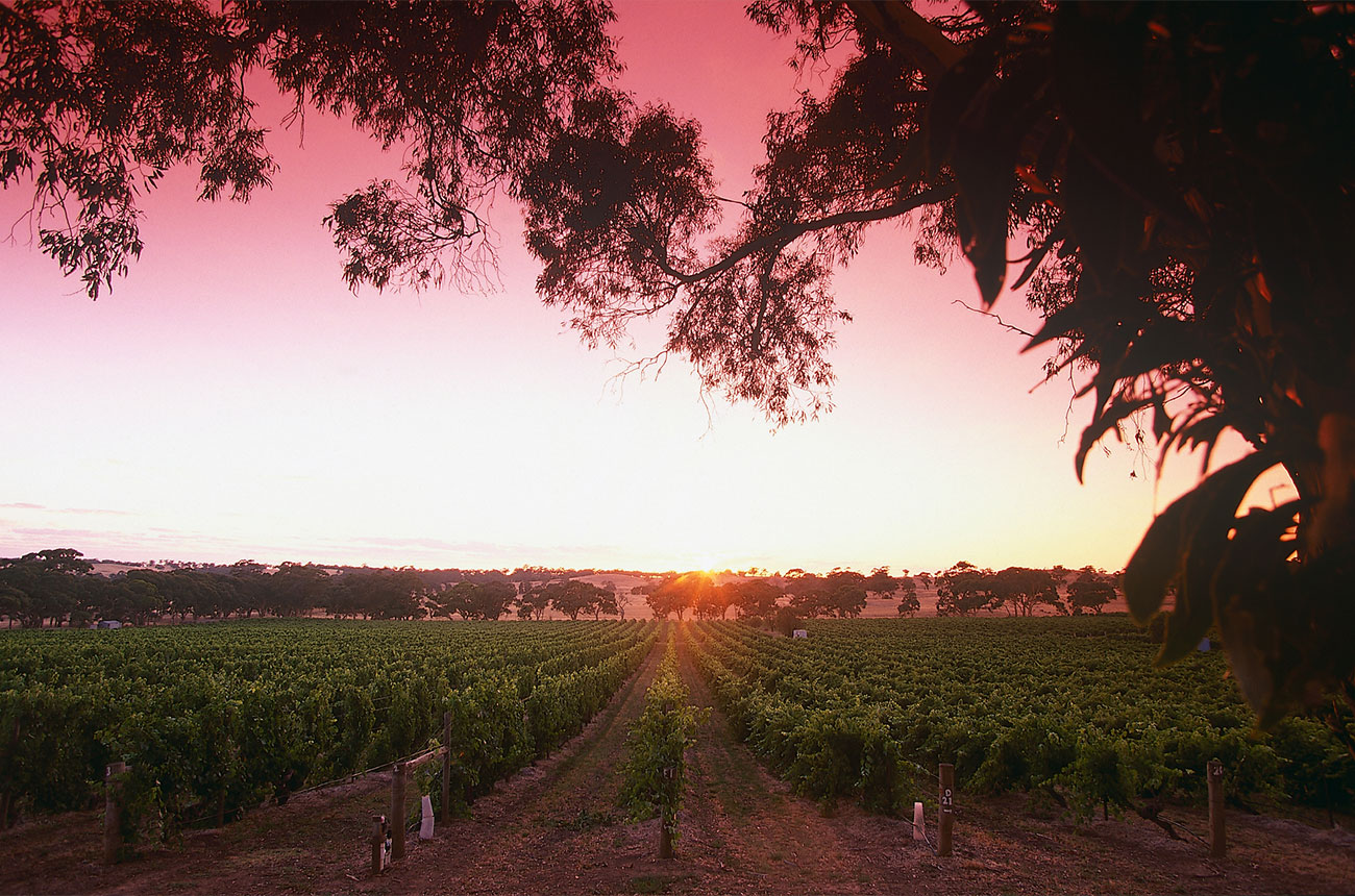 Mount Edelstone vineyard