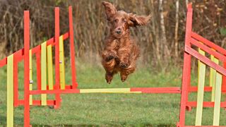 dog jumping agility fence