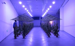 A room illuminated in purple with four rows of plants (two on the left and two on the right) and bamboo frames covering both.