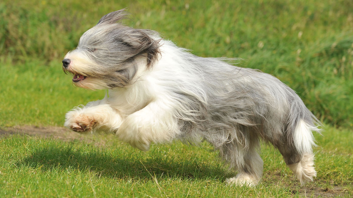 bearded collie leaping