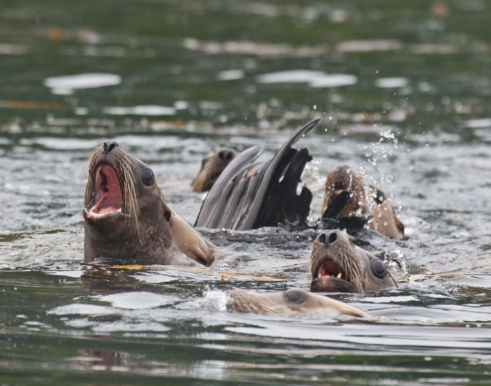 Sea lions in the ocean