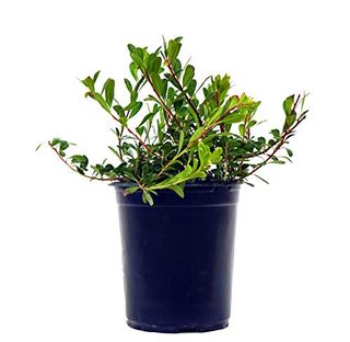 Bearberry Live Plant 