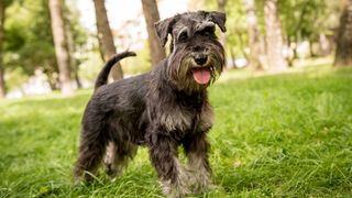 Miniature Schnauzer