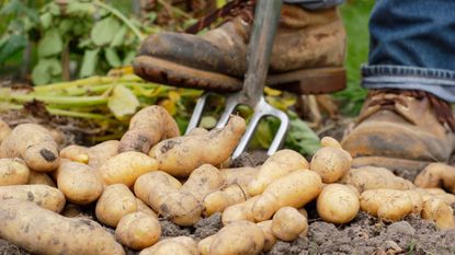A person harvesting new potatoes with a garden fork