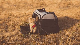 Cat in cat carrier in field