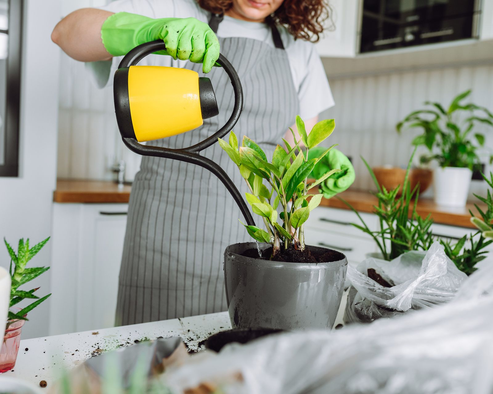 Overwatering indoor plants 7 signs to look out for Gardeningetc