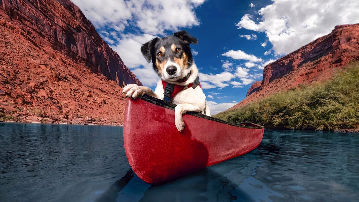 Photograph of Val in a canoe in Moab, Utah - shelter dog Val is taking part in Val&#039;s Greatest Adventure, a short film by the Dog Breath Foundation, founded by dog photographer Kaylee Greer to tell the stories of long-term shelter dogs in the US, with the goal of finding them new homes 