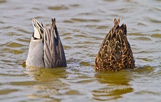 A teal pair (Anas crecca) feeding