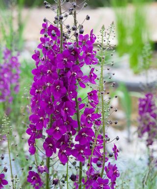 Verbascum phoeniceum ‘Violetta’