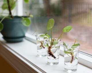 Pilea peperomioides cuttings being propagated in water