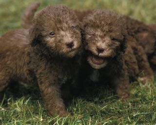 Bedlington terriers