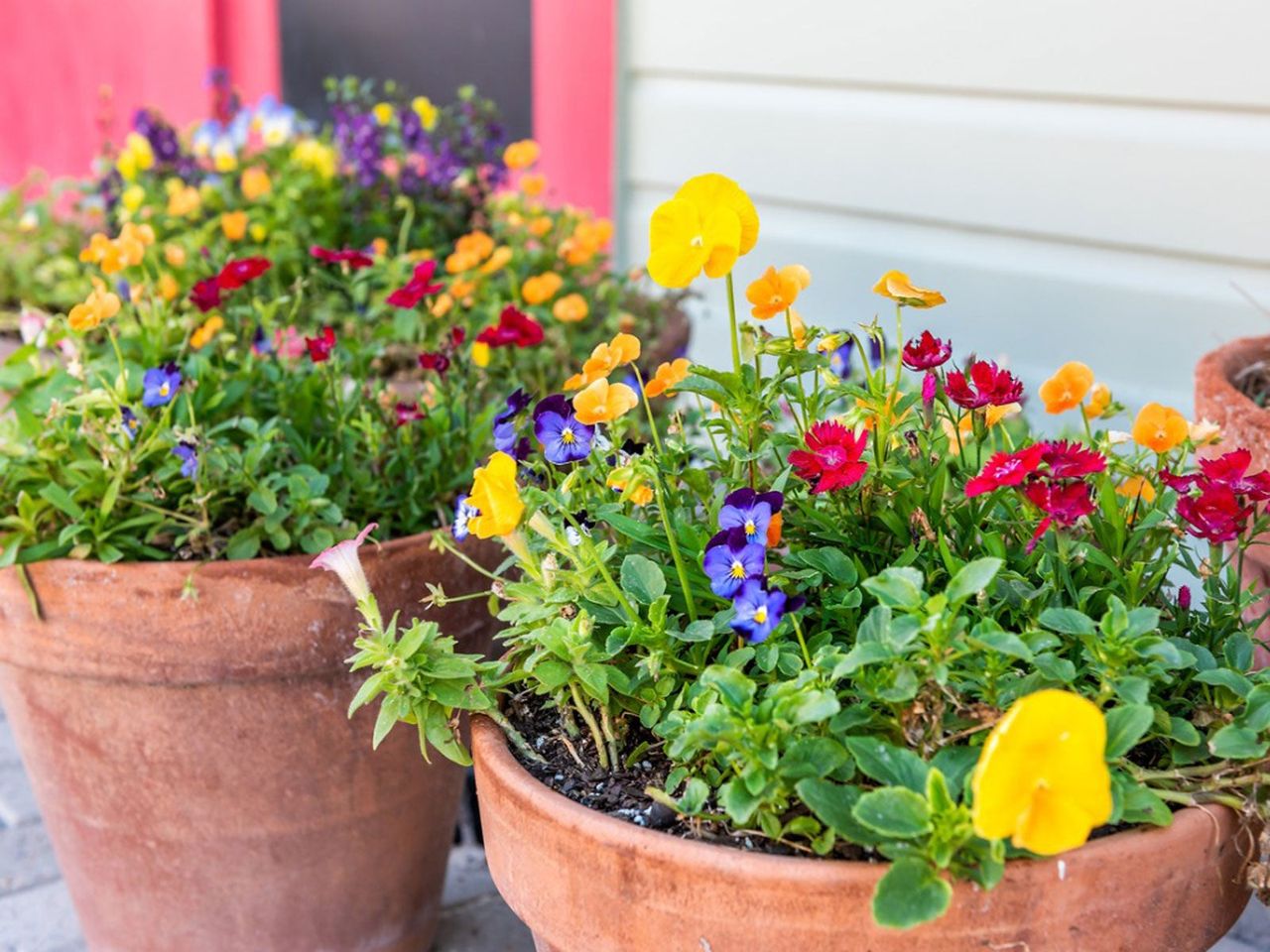 Two Pots Full Of Colorful Garden Flowers