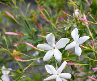 Jasmine in bloom
