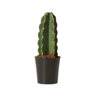 Small cactus in black plastic planter