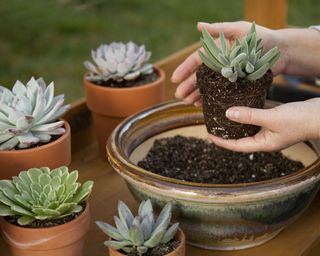 succulents, one being repotted by a white person whose hands are in the frame