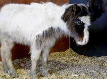 Foal_pic,_DownhamTH.jpg