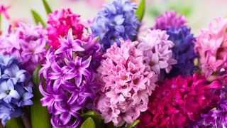 Multi-coloured hyacinth flowers