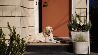 Yellow Labrador outside front door