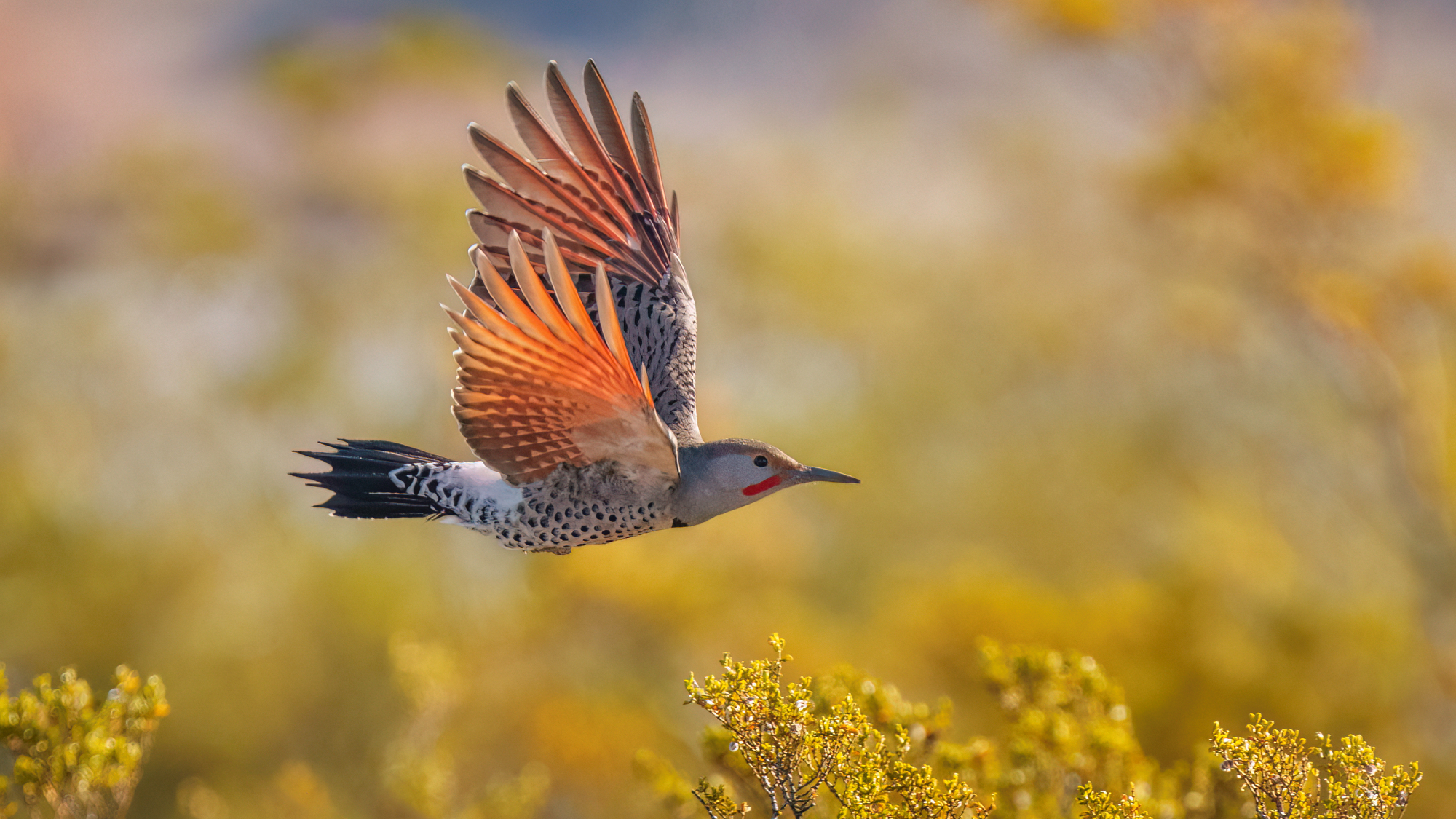 Northern flicker in flight