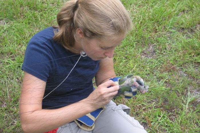 Elizabeth Hobson catches a parakeet i