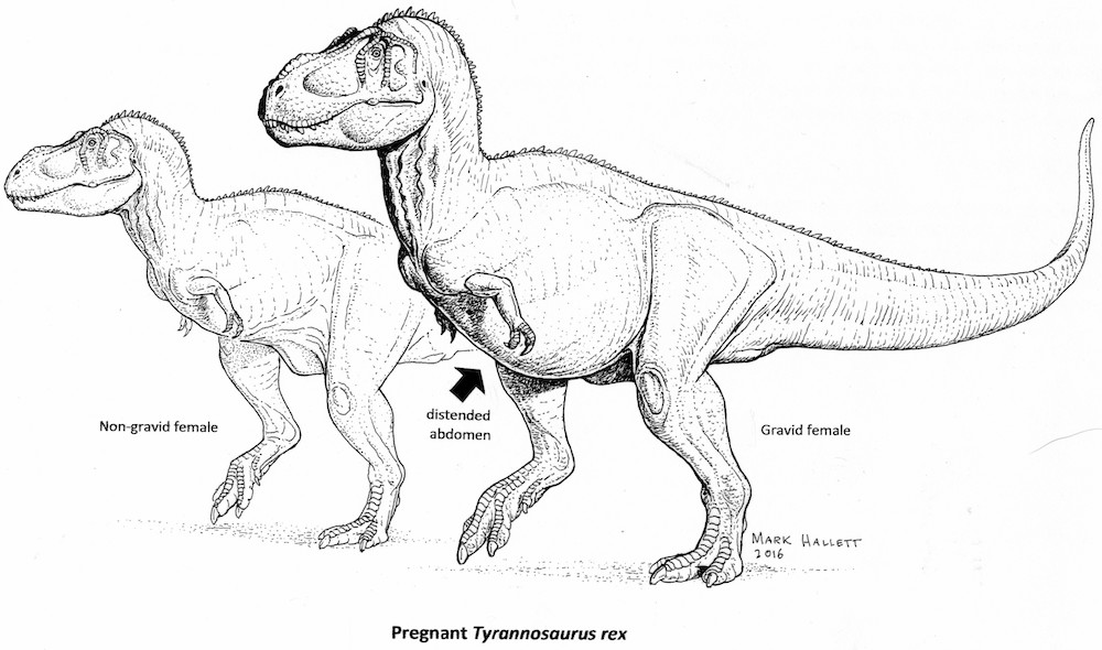 A pregnant Tyrannosaurus rex (right).