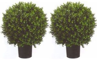 Boxwood balls